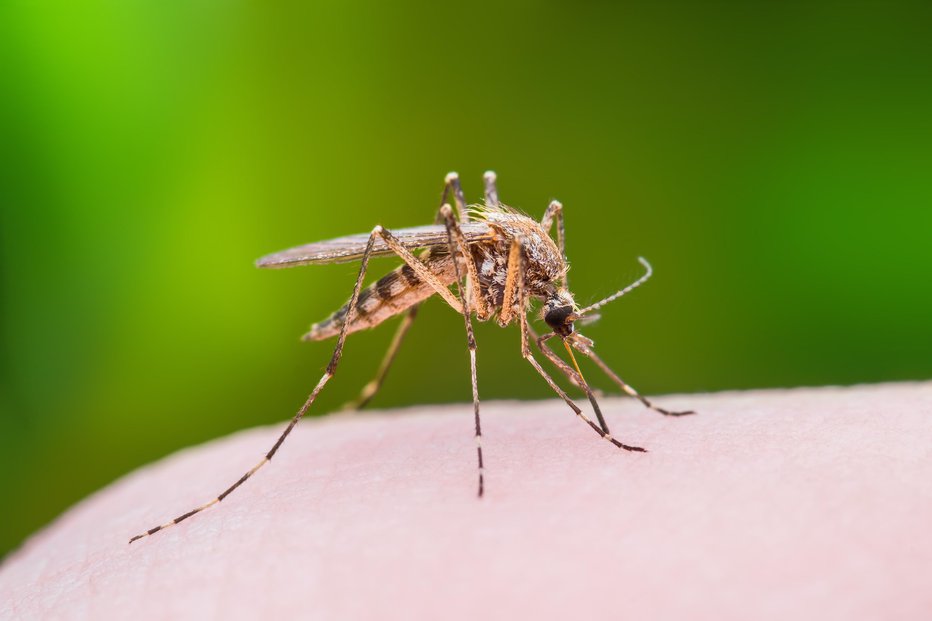 Fotografija: Simbolična fotografija. FOTO: Nechaev-kon Getty Images/istockphoto