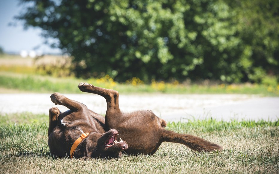 Fotografija: Bolj kot smrdi, boljše je. FOTO: Shutterstock