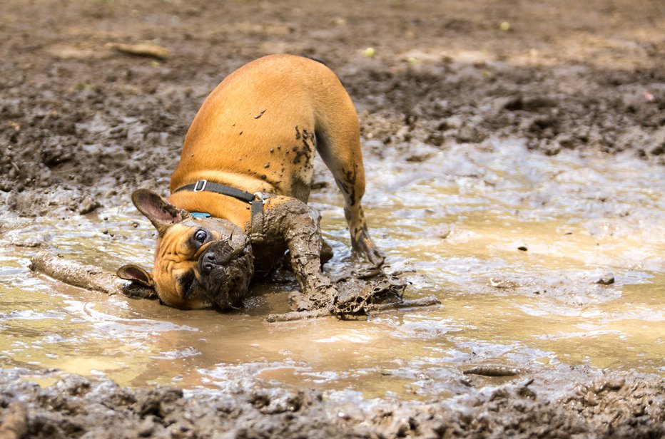 Fotografija: Bolj ko je blatna luža, večji je užitek. So vam umazane navade vaših psov znane? FOTO: Shutterstock