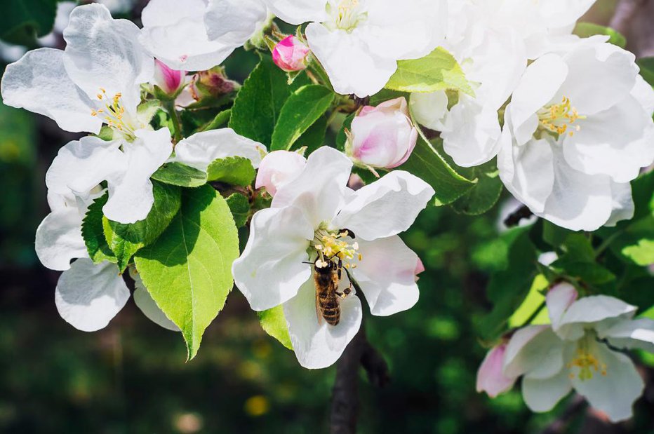 Fotografija: Sončne forzicije, japonske kutine, breskve in gosposke magnolije se v teh dneh šele postavljajo s svojim razkošjem, medtem ko se njihovo cvetenje v povprečnih letih s prihodom aprila poslavlja... FOTO: Shutterstock