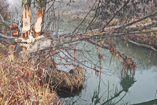 Obglodana drevesA na Muri FOTO: Jože Pojbič