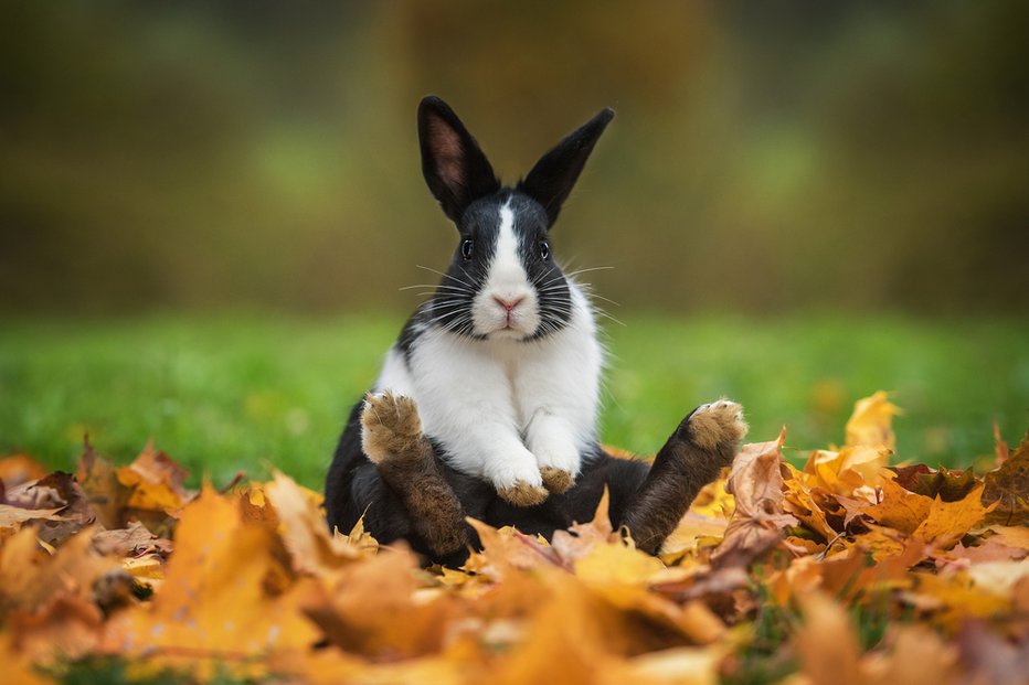 Fotografija: Zajci potrebujejo več prostora, če živijo samo v stanovanju. FOTO: Shutterstock