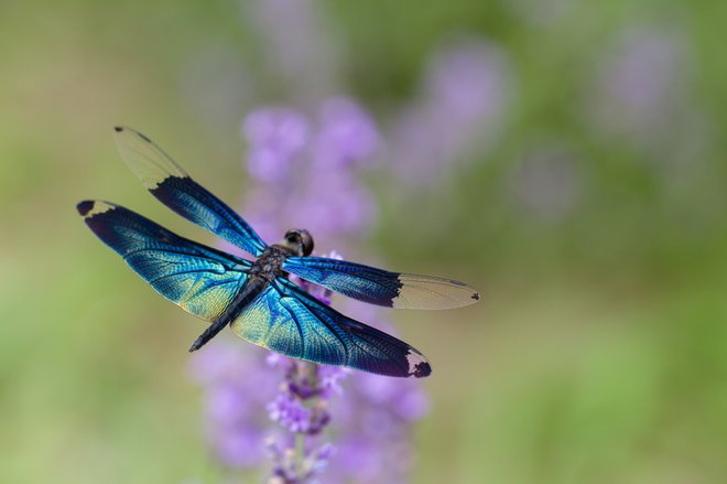 Morda bomo sčasoma na vrtu opazili kačjega pastirja. FOTO: H_yasui Getty Images/istockphoto