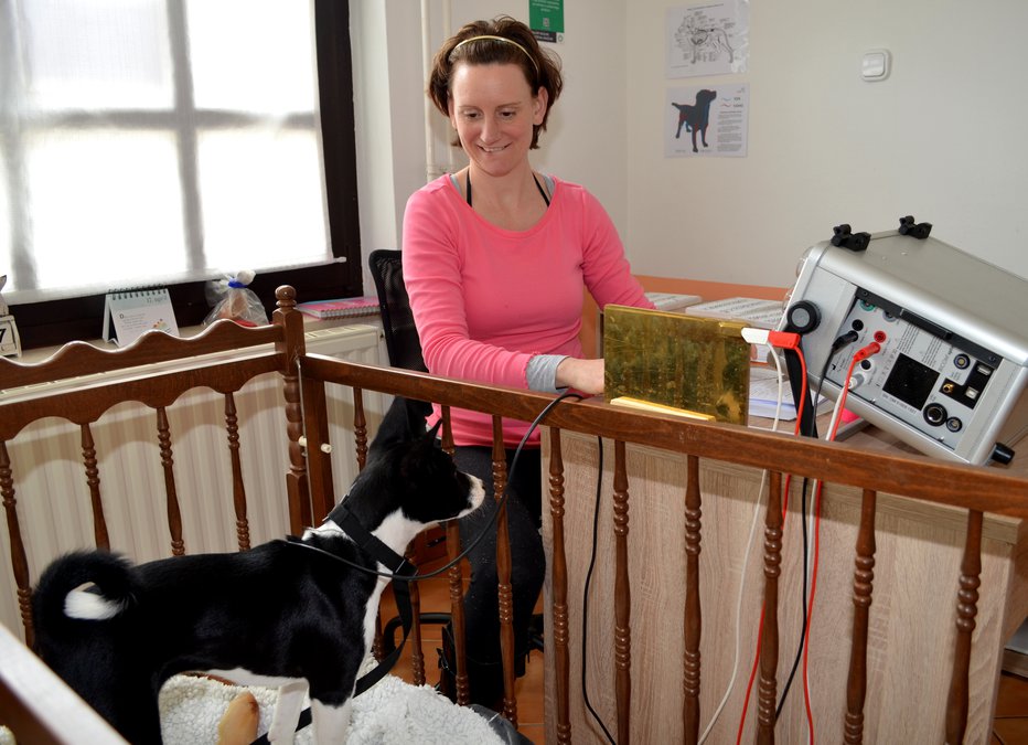 Fotografija: Bioresonanca je zelo učinkovita. Žival je prek ovratnice povezana z aparatom, s pomočjo katerega terapevt dobi celotno sliko organizma. FOTO: Polona Pirc