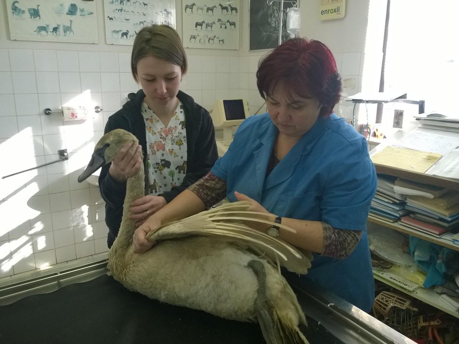 Fotografija: Veterinarka Smilja Nabergoj pomaga poškodovanemu labodu. FOTO: Oste Bakal