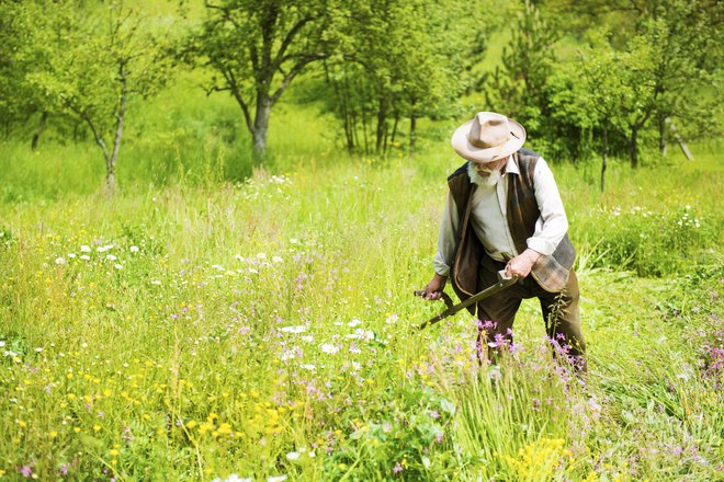 Čas je za košnjo. FOTO: Guliver/Thinkstock