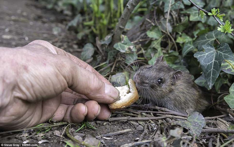 Fotografija: Miške in voluharice so bolj plašne kot ptiči.