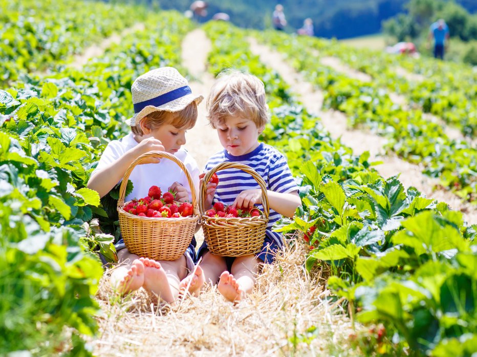 Fotografija: FOTO: Getty Images/istockphoto