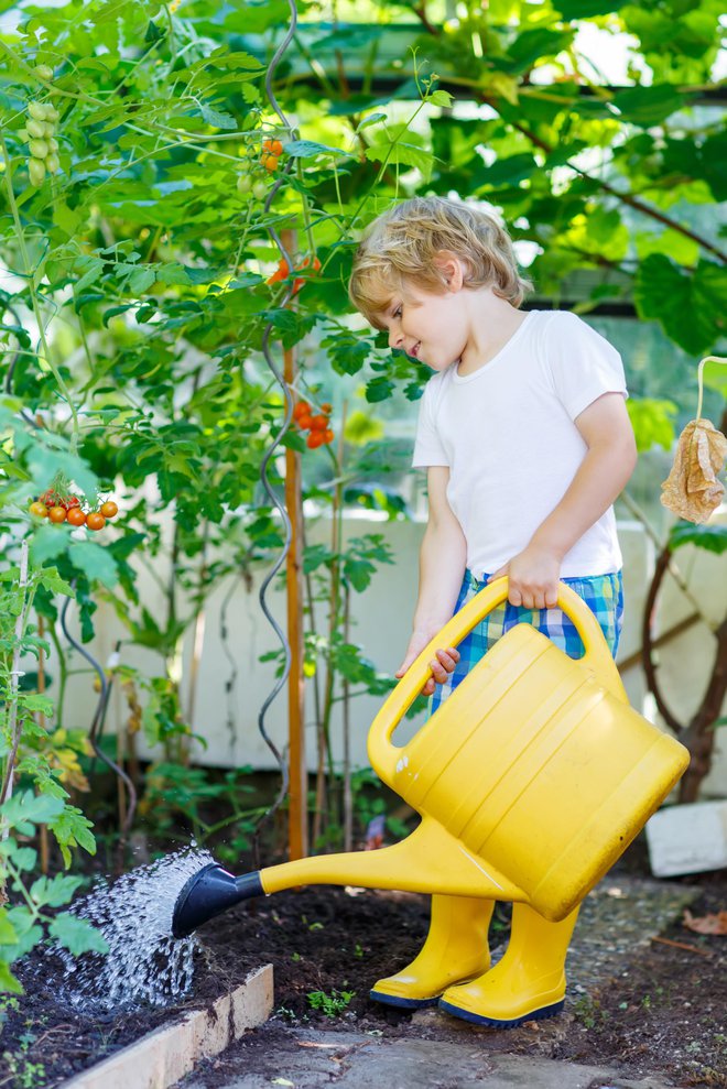 Zalivati je treba enakomerno in redno. FOTO: Guliver/Thinkstock