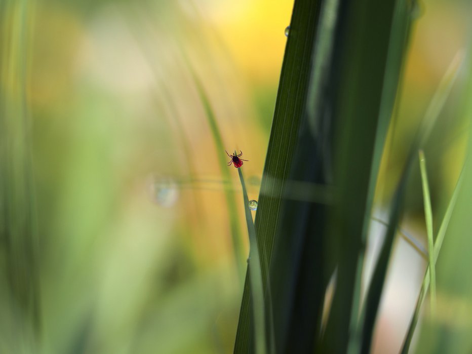 Fotografija: Klopi se skrivajo v visoki travi, zato jo na vrtu redno kosite. FOTO: Shutterstock