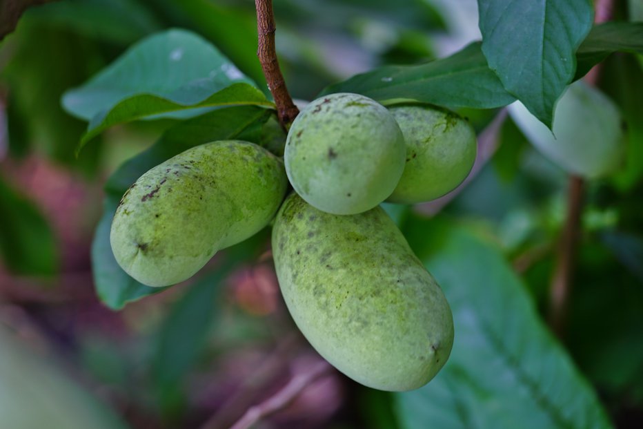 Fotografija: Asimina (Asimina triloba) izvira iz vhodnega dela Severne Amerike. FOTO: Shutterstock