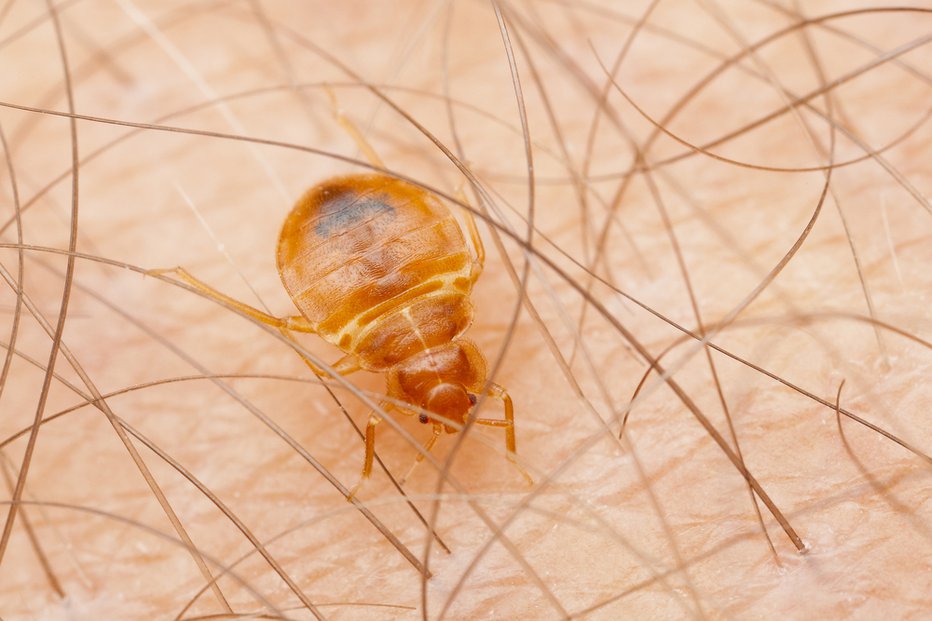 Fotografija: Stenic se morate čim prej znebiti. FOTO: Shutterstock