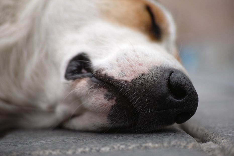 Fotografija: Psa je ustrelil lovec. FOTO: Getty Images/istockphoto