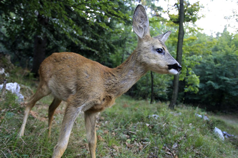 Fotografija: Simbolična fotografija. FOTO: Leon Vidic, Delo