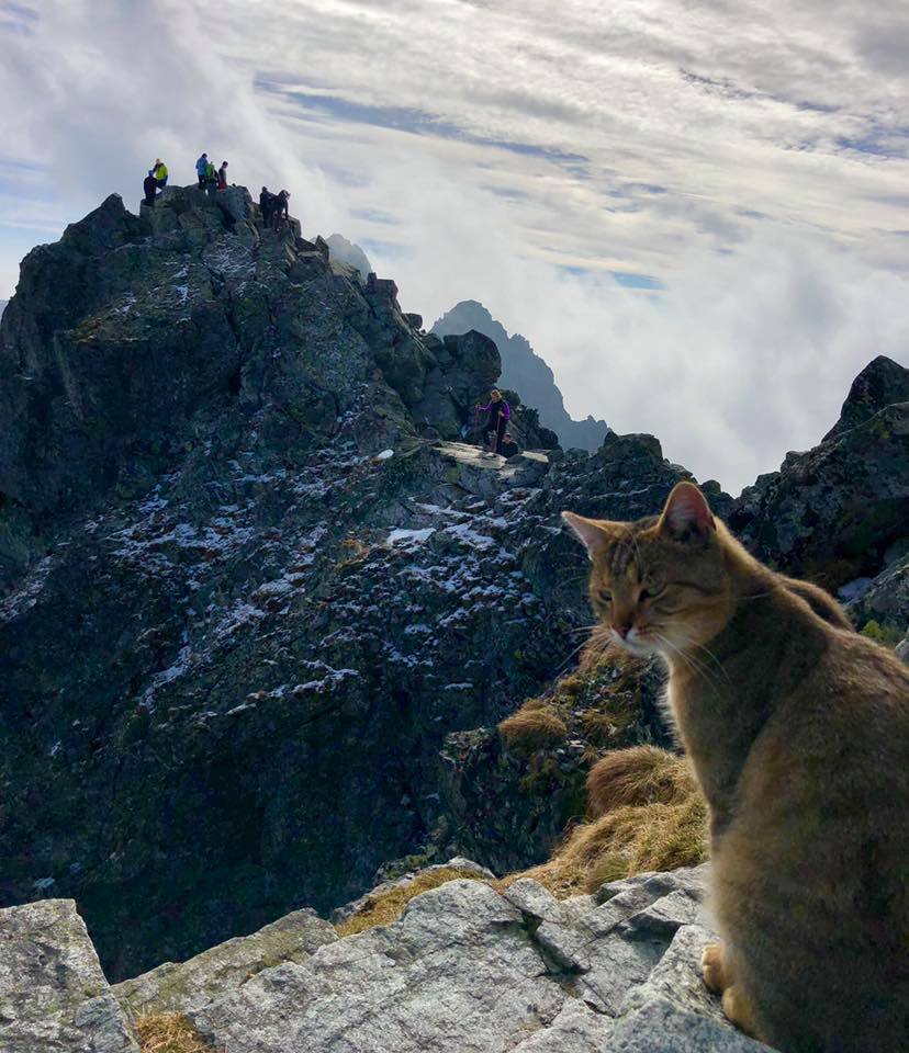 Fotografija: Žival je alpiniste moledovala za hrano. FOTOGRAFIJE: facebook