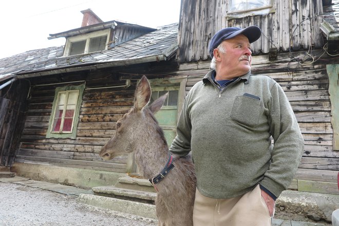 Dušan Nučič maja lani, ko je bila košuta Miška še v Jelendolu. FOTO: Špela Ankele