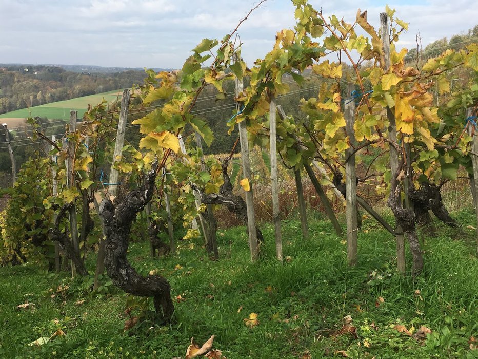 Fotografija: Vinogradi v Prlekiji FOTO: Jaroslav Jankovič