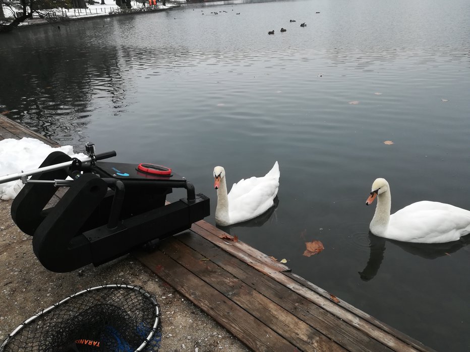 Fotografija: Prihod nove čistilne naprave pozdravljajo tudi labodi.