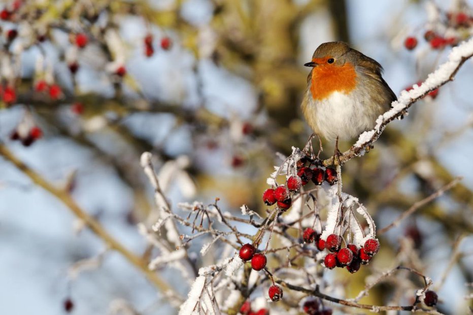 Fotografija: Čeprav je december šele prvi mesec zime, ga mnogi dojemamo kot zimsko prelomnico. Foto: Shutterstock