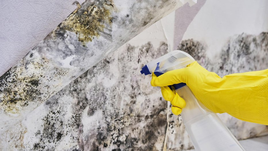 Fotografija: Plesni se lotimo s sredstvom v pršilu. FOTO: Guliver/ Getty Images