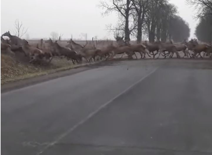 Fotografija: Čreda jelenov je prečkala cesto. FOTO: Youtube