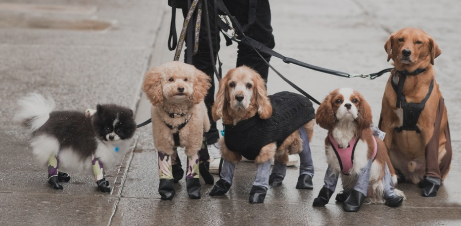 Fotografija: Pasje pajkice varujejo tace pred umazanijo. FOTO: walkeepaws.com