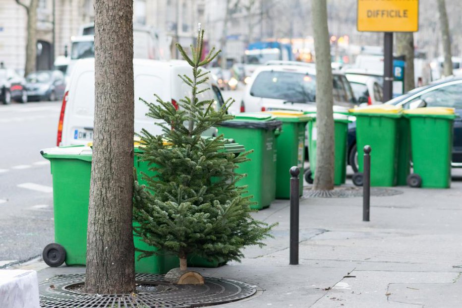 Fotografija: Uporabite lahko prav vse dele jelke, le prej z nje odstranite vse okraske in vrvice. FOTO: Shutterstock