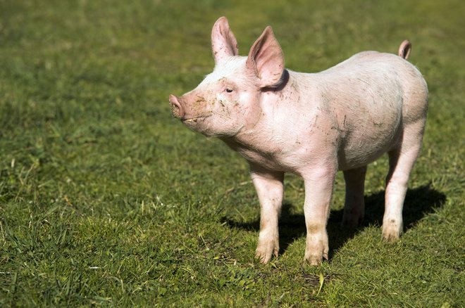 Večinoma gre za ostanke prašičev po klanju. FOTO: Arhiv Dela