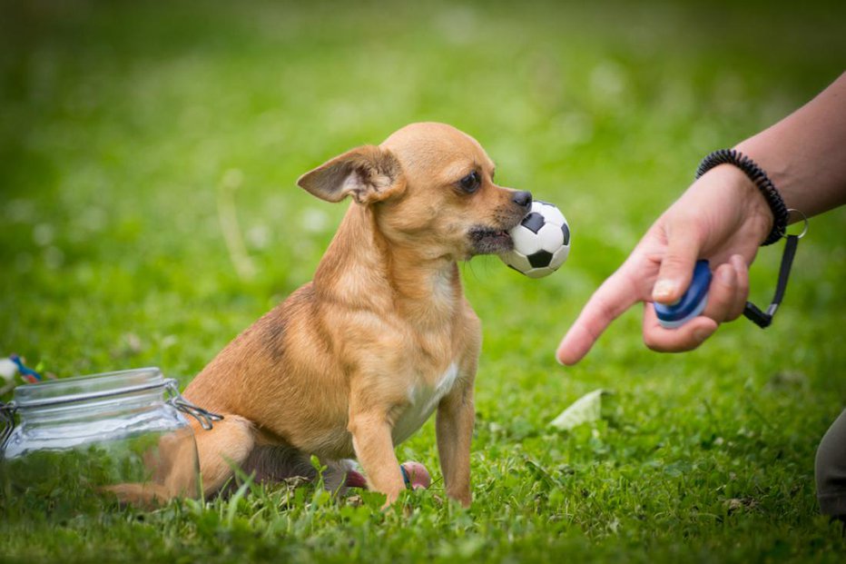 Fotografija: Čivava je zelo samosvoj, a pameten in hitro učljiv. FOTO: Shutterstock