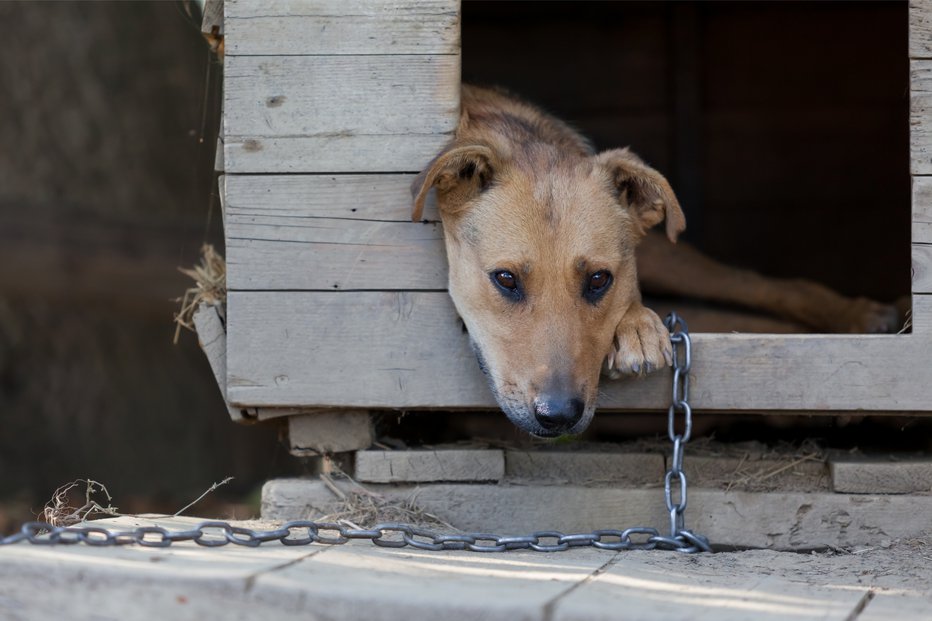 Fotografija: Žalostna podoba psa na verigi. FOTO: Shutterstock