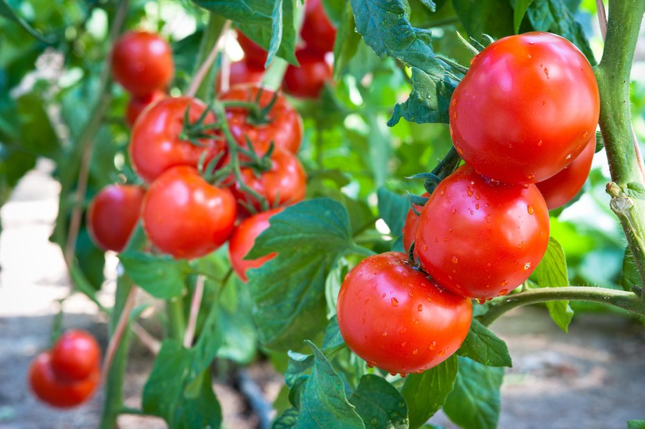 Fotografija: Paradižnik ima dolgo vegetacijsko dobo, zato začnemo sadike vzgajati že zgodaj. FOTOGRAFIJI: Guliver/Getty Images