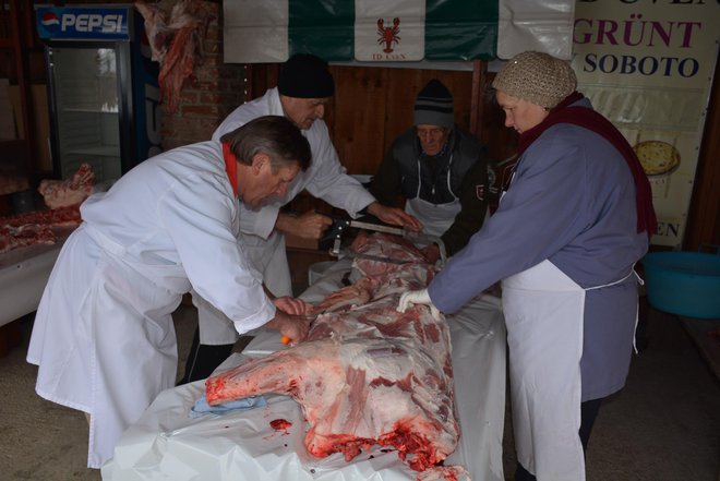 240 kilogramov težkega prašiča so zaklali po uradnih predpisih v klavnici. FOTO: Oste Bakal