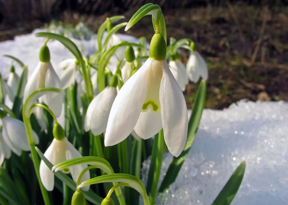 Fotografija: Zunaj na vrtu imamo bolj malo opraviti, lahko le odstranimo odmrle dele rastlin, obnavljamo zastirke in oprezamo za prvimi znanilci pomladi na prisojnih delih vrta. FOTO: Shutterstock