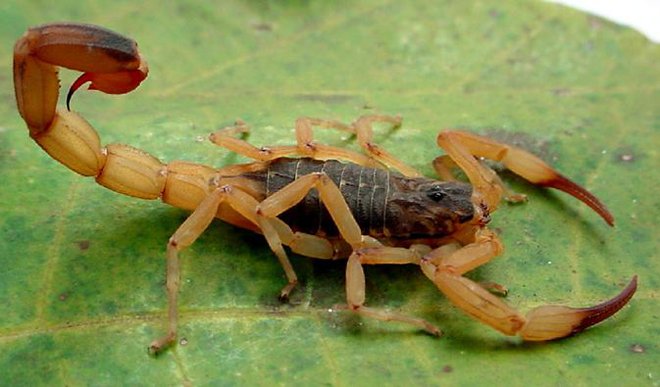 Pik je zelo boleč, lahko tudi smrten. FOTO: Wiki