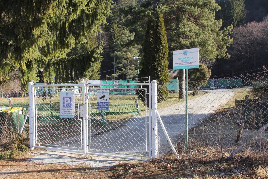 Fotografija: Mački se radi zmuznejo mimo ograde. FOTO: Boštjan Fon