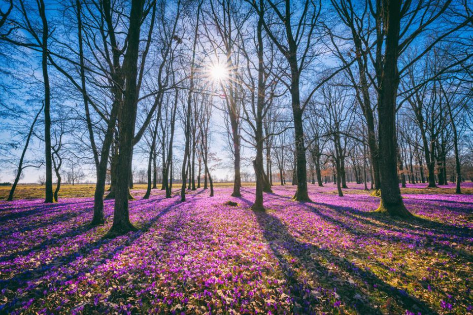 Fotografija: S prekopavanjem gredic se v začetku marca še ne mudi zelo, je pa skrajni čas, da naredimo načrt za letošnjo razporeditev vrtnin na gredicah. FOTO: Shutterstock