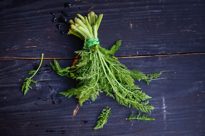 Koromač (fennel, komarček) je samonikla divja rastlina, ki smo jo udomačili na vrtovih, zato je v naravi ne iščemo in ne prepoznamo. FOTO: Hana Splichal