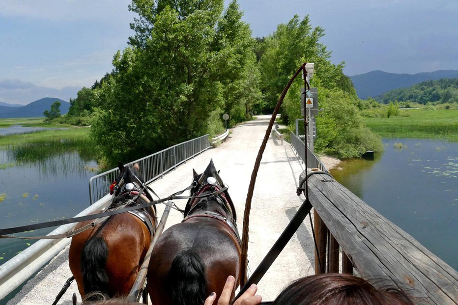 Fotografija: Z lojtrnikom po poteh ob jezeru Fotografije: Primož Hieng