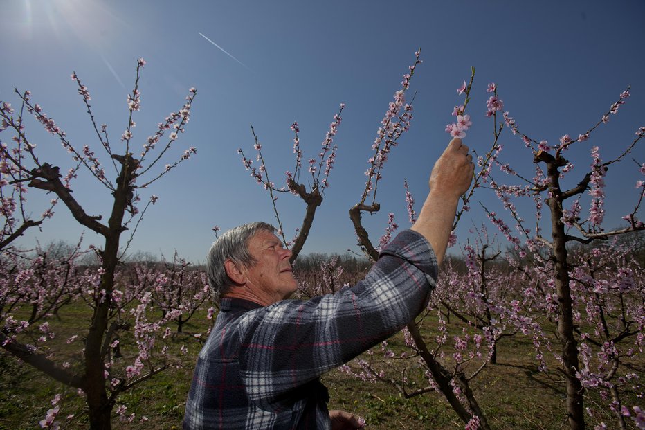 Fotografija: Pri breskvah opravljamo spomladansko in poletno rez, ker je sadna vrsta, ki se zelo bujno in hitro obrašča. Predvsem je pomembno stalno pomlajevanje lesa, da veje ne bi začele ogolevati. FOTO: Jože Suhadolnik, Delo