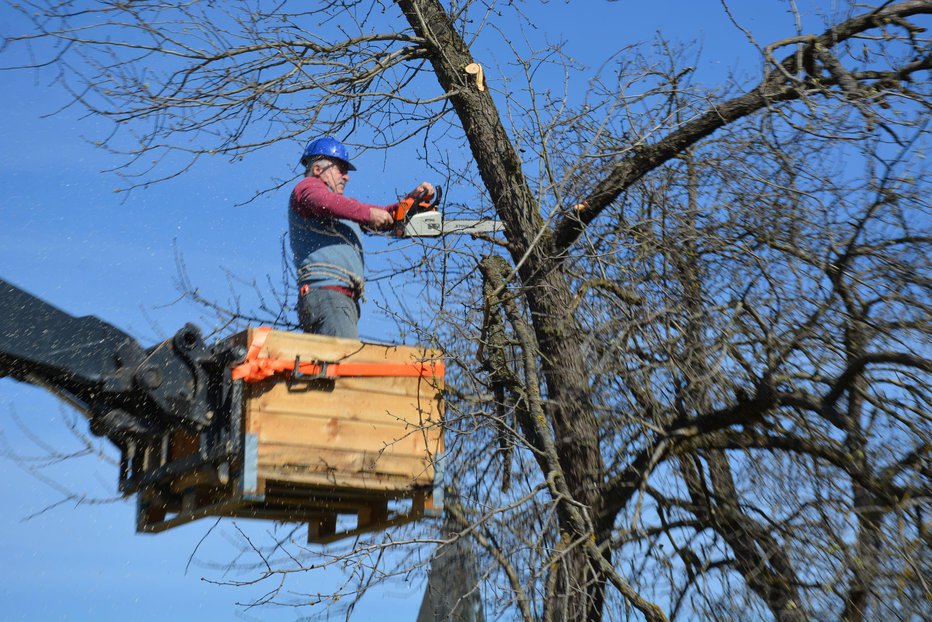 Fotografija: Z rezom in odstranitvijo propadlih dreves so opravili prvo fazo obnove. FOTO: OSTE BAKAL