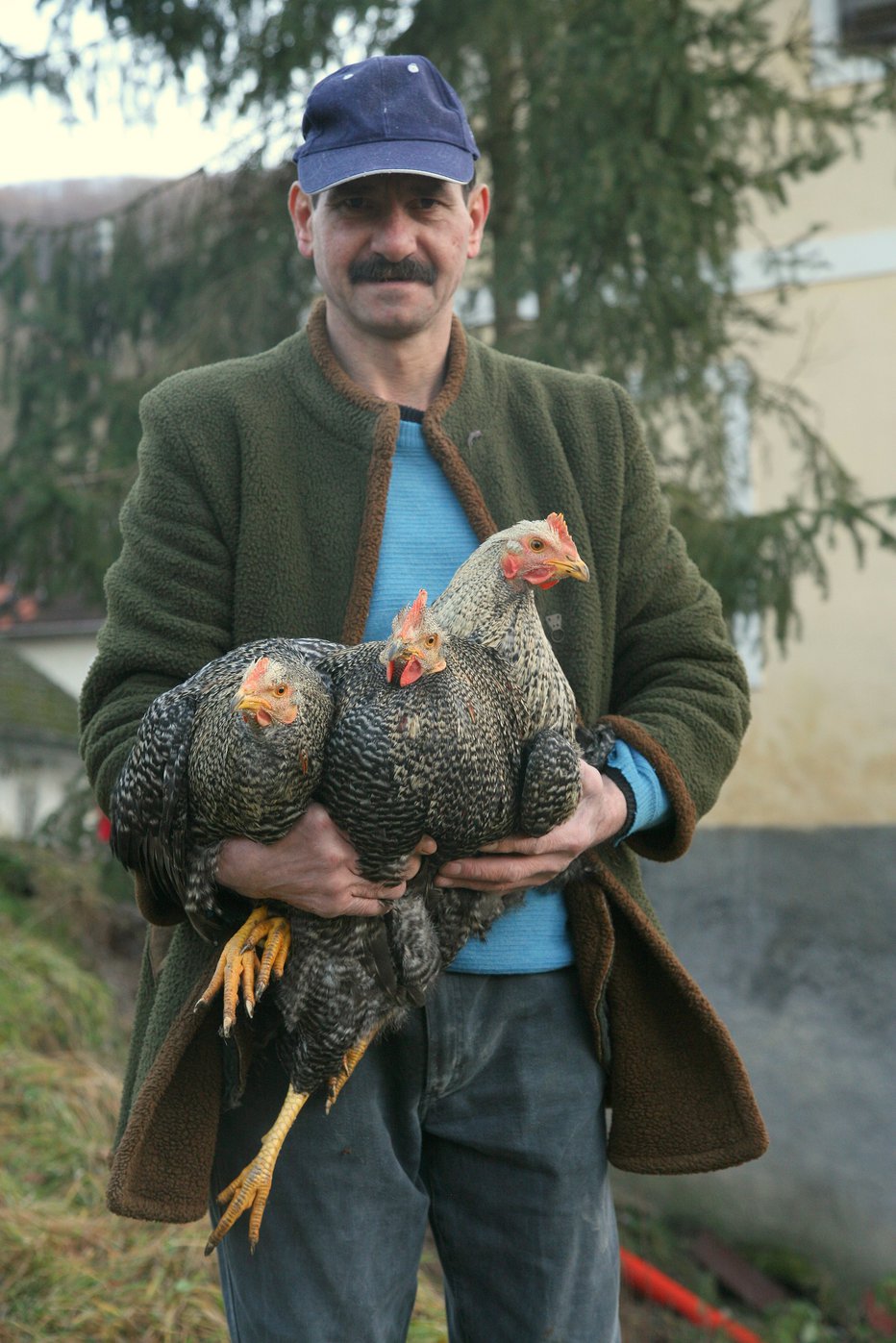 Fotografija: Kopuni so zelo miroljubni. FOTO: Alenka Kociper