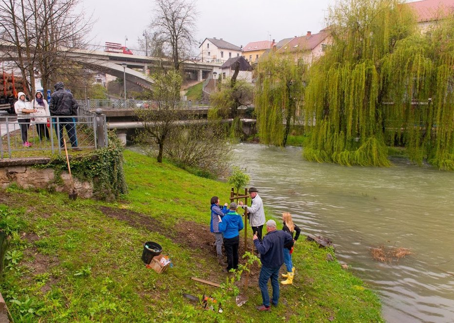 Fotografija: Ribiči so posadili vrbo na sotočju Lahinje in Dobličice.