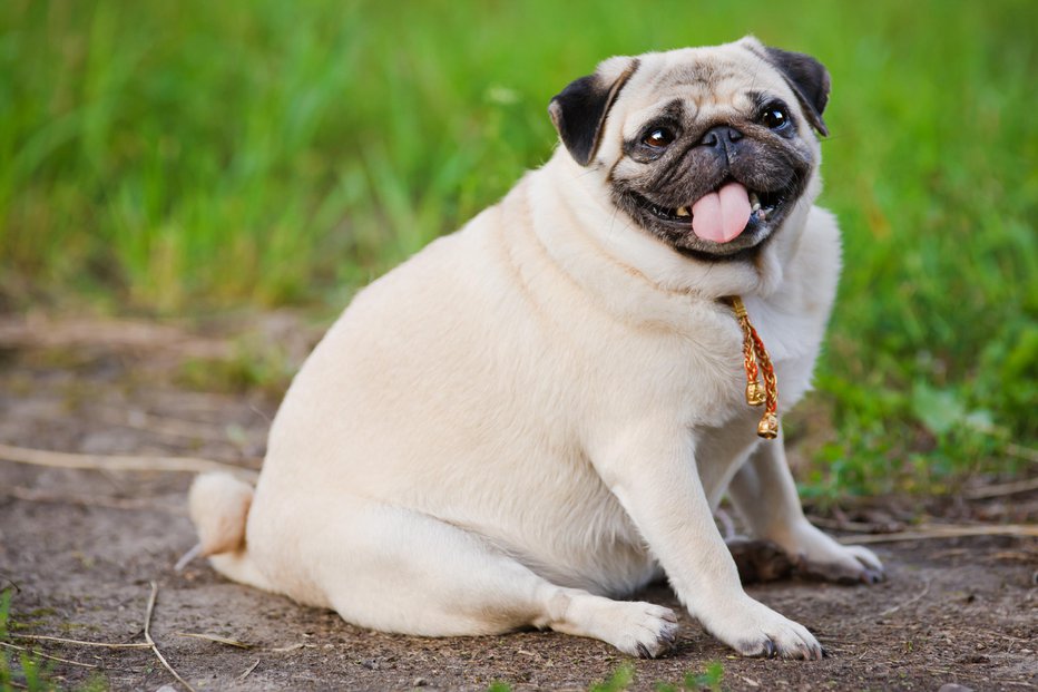 Fotografija: Veliko lažje je ohranjati vitko linijo kakor odpravljati odvečne kilograme. Foto: Guliver/Getty Images