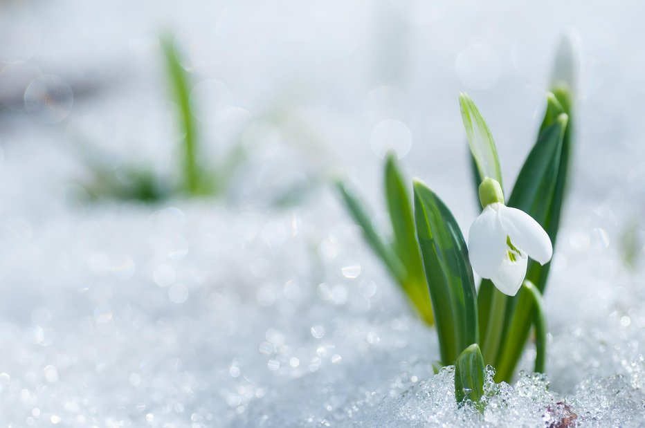 Fotografija: Sneg se še ni povsem poslovil od naših krajev. FOTO: Guliver/getty Getty Images/istockphoto