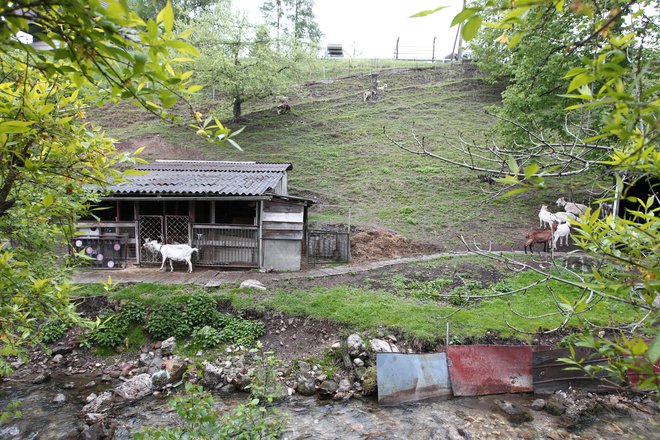 Slivnik na svojem zemljišču že več let redi koze. FOTO: Dejan Javornik