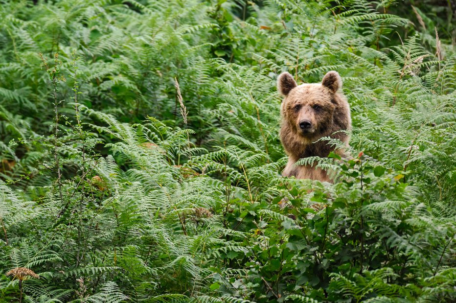 Fotografija: Simbolična fotografija. FOTO: Marko Masterl