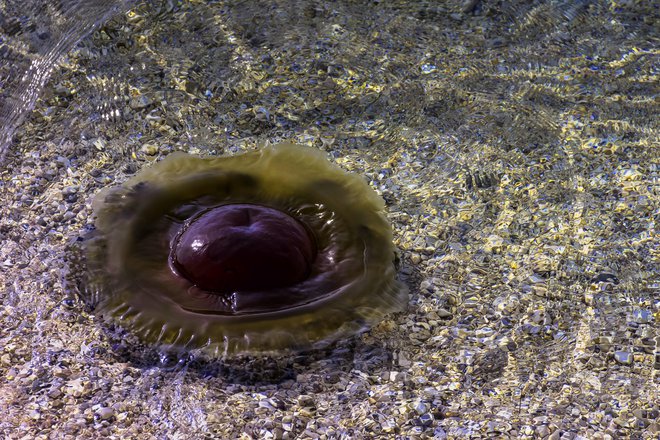 Če nas ožge meduza, predel speremo z morsko vodo. FOTOGRAFIJI: Guliver/Getty Images