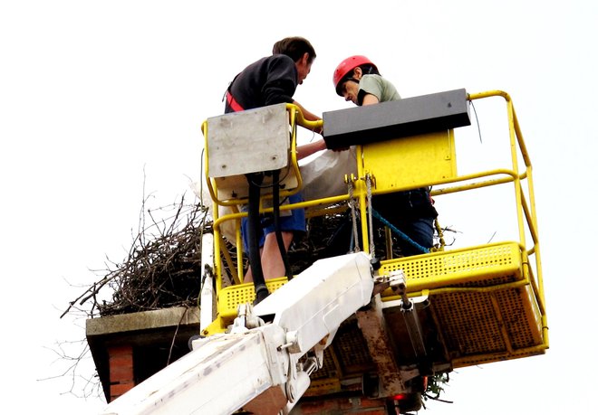 S košaro sta se delavca Elektra dvignila do gnezda mladih štorkelj. FOTO: Janez Kuhar