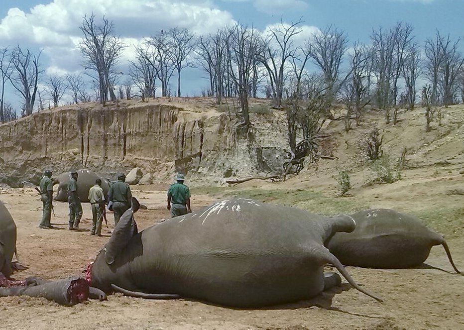 Fotografija: Sloni, žrtve divjih lovov v nacionalnem parku Hwange v Zimbabveju