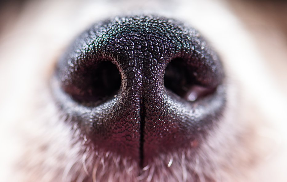 Fotografija: Simbolična fotografija. FOTO: Getty Images, Istockphoto